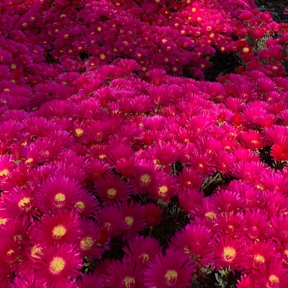 Meet your Posher, Shadi - Picture 1 of 1